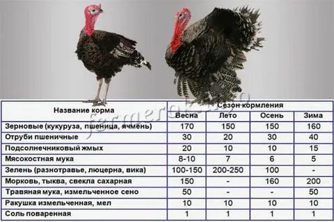 Сколько индюков