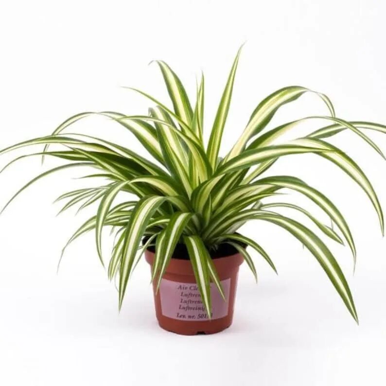 Хлорофитум хохлатый Chlorophytum comosum. Хлорофитум Комосум. Хлорофитум Вариегата. Хлорофитум Комосум Вариегата. Рисунок хлорофитум