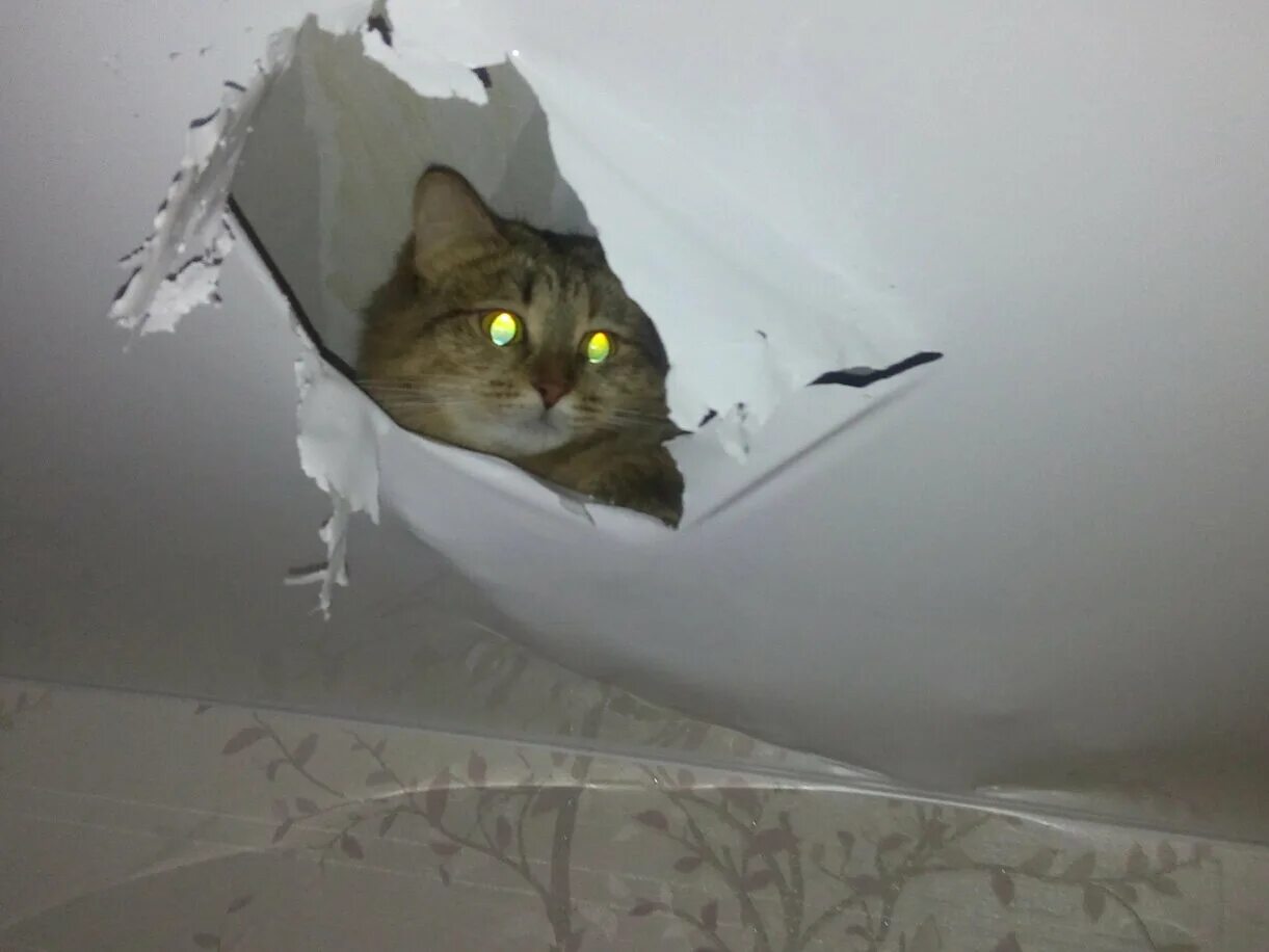Кошки в подвесном потолке. Порванный натяжной потолок. Мышь прогрызла натяжной потолок. Коты и натяжные потолки.