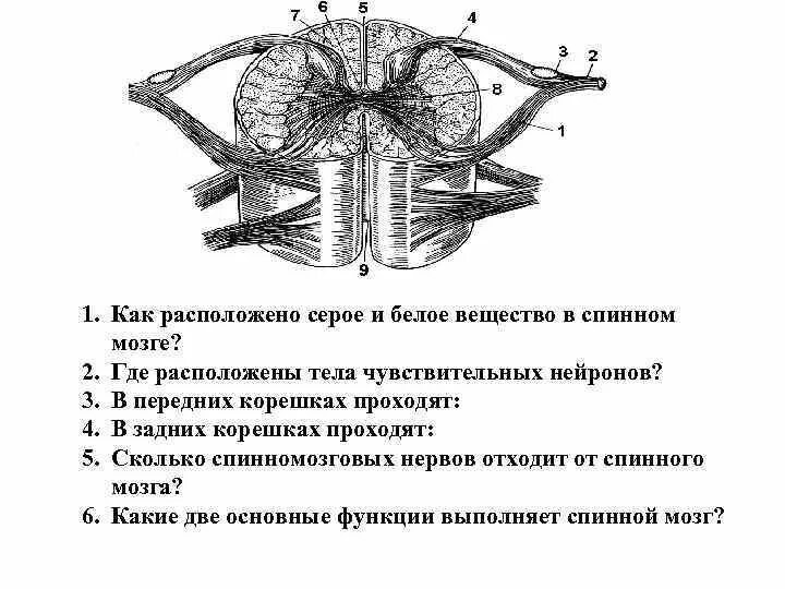 В спинном мозге выделяют. Серое и белое вещество спинного мозга таблица. Строение спинного мозга белое вещество серое вещество. Функции спинного мозга серого вещества белого вещества. Белое вещество в спинном мозге вкраплено в серое вещество.