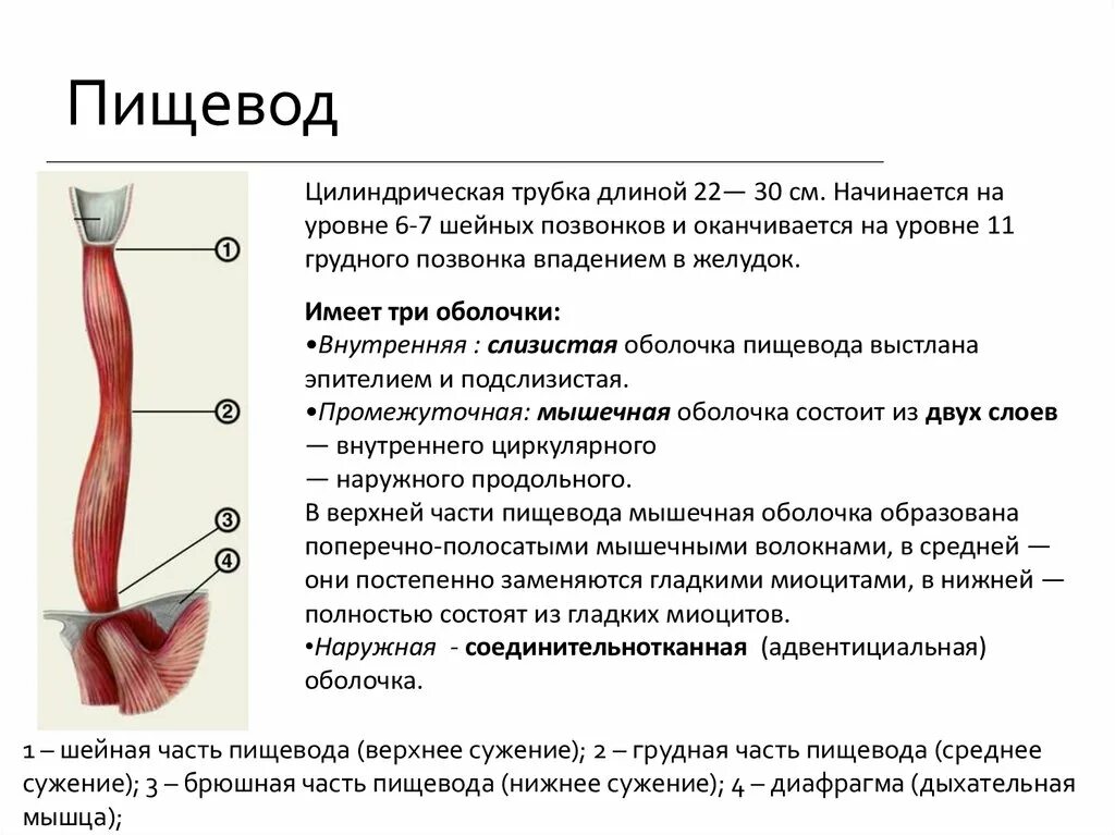 Положение пищевода