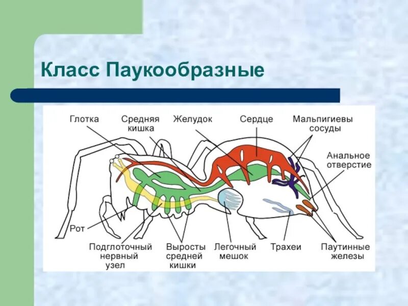 Выделительная система паукообразных 7 класс. Системы органов паукообразных 7 класс. Строение паука 7 класс биология. Паукообразные 7 класс биология. Биология паукообразные тест