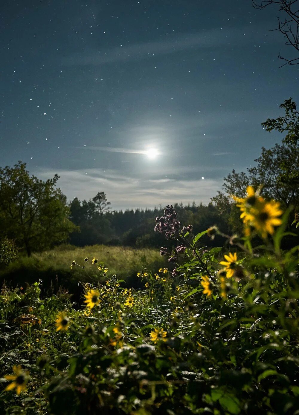Летнее ночное небо. Спокойной летней ночи красивые. Весенняя ночь. Летняя ночь картинки. Лунный пейзаж.
