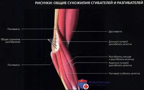 Осуществляет сгибание руки в локтевом суставе