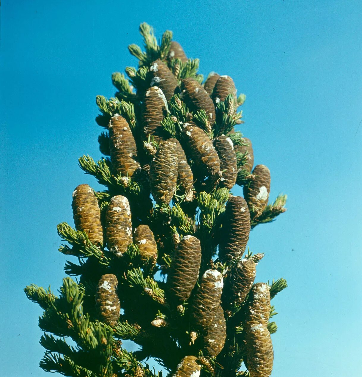 лиственница американ пайн. дерево где растут шишки. сосна ламберта шишки. лиственница японская. дерево на котором растут шишки.