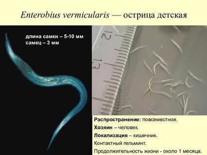 Продолжительность жизни острицы