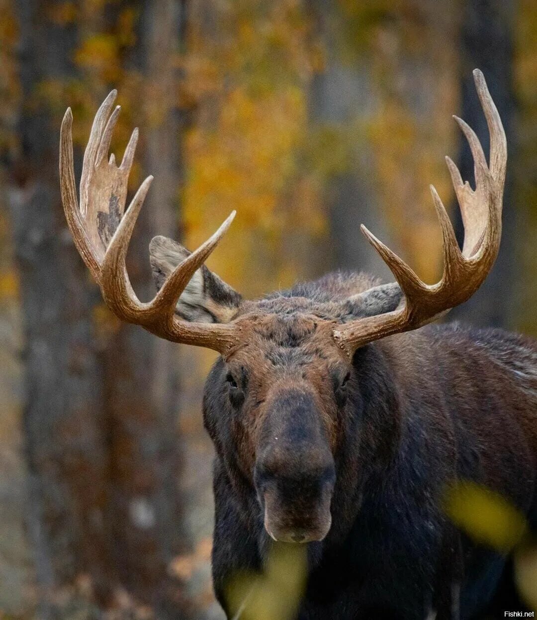 Сохатый бугер. Сохатый это. Сохатый это. Сохатый это. Сохатый таланты.