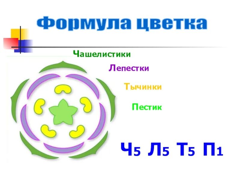 Ч 5 Л 5 т5п1 формула цветка. Ч5л5т5п1. Формула цветка ч5л5т5п1 характерна для растений семейства. Что такое в биологии ч5л5т5п1. Ч5 л5 т бесконечность п бесконечность