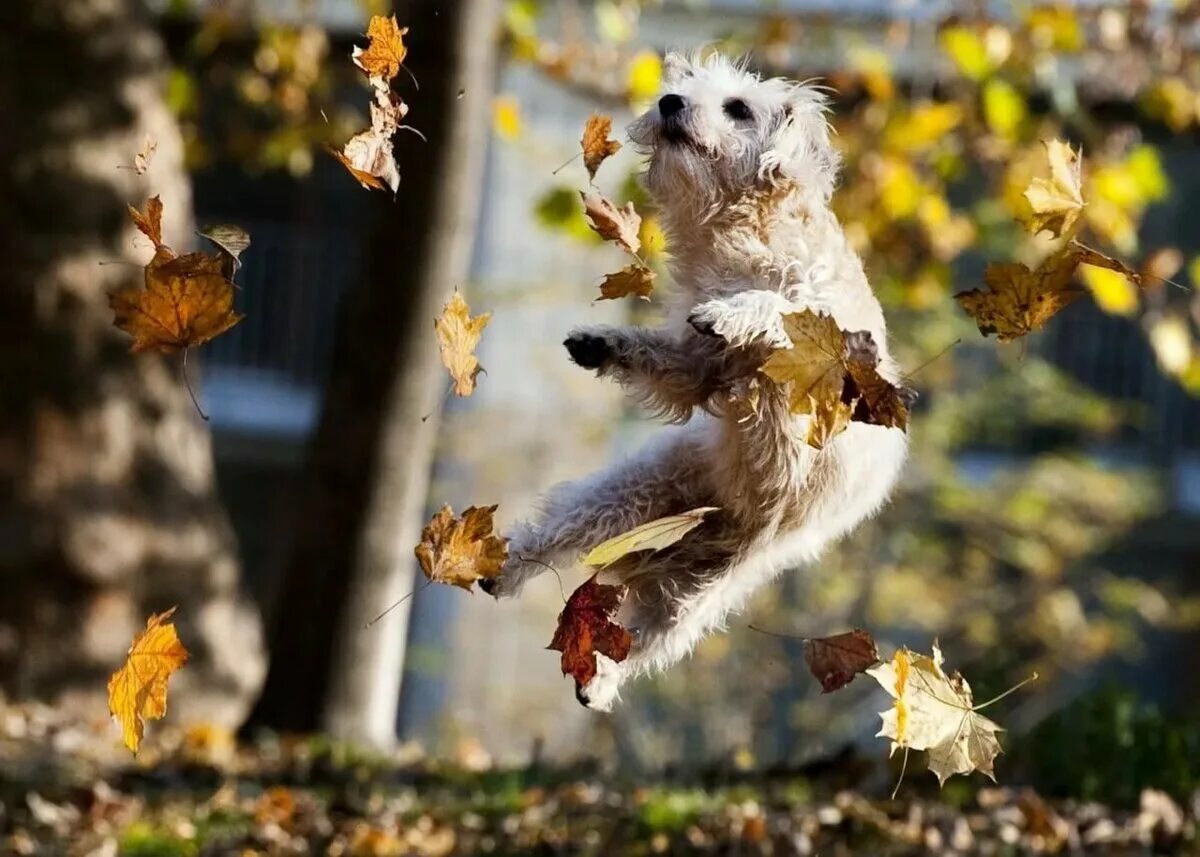 Добрый ноябрьский картинки позитивны. Смешные животные в осенний листве. Веселая осень. Радоваться осени. Животные радуются осени.