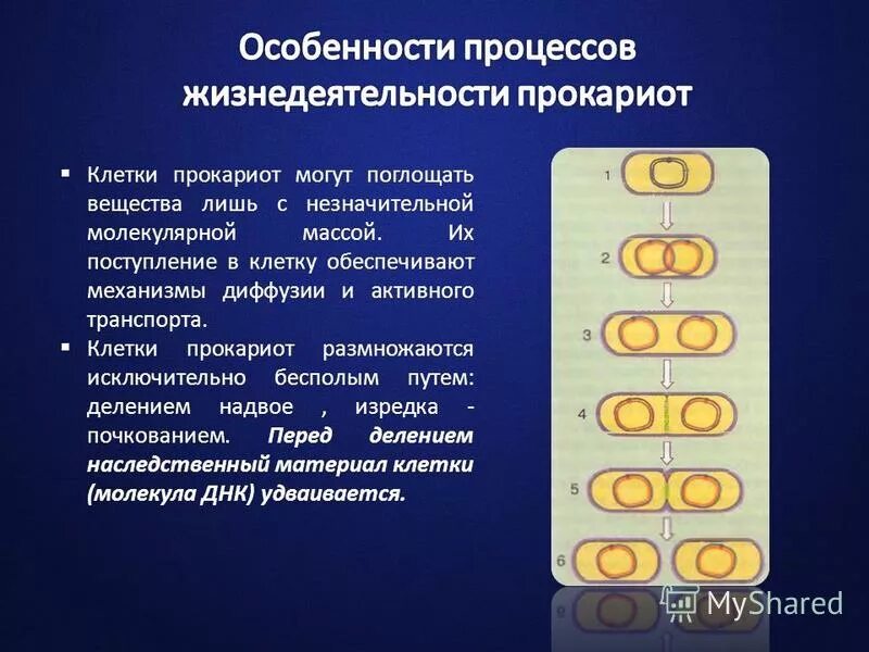 Прокариоты 10 класс