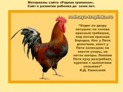 Прокашляются и закричать по всем дворам петухи