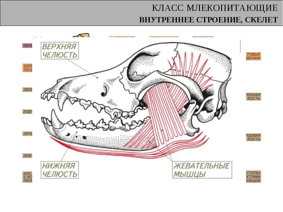 Скелет челюсти млекопитающих. Внутреннее строение млекопитающих схема. Зубная система млекопитающих 7 класс. Скелет собаки биология 7 класс череп. Внутреннее строение млекопитающих скелет