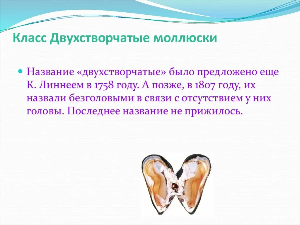 Моллюски брюхоногие двустворчатые и головоногие. Характеристика двухстворчатые. Характеристика двухстворчатые. Тип моллюски класс брюхоногие представители. Характеристика двухстворчатые.