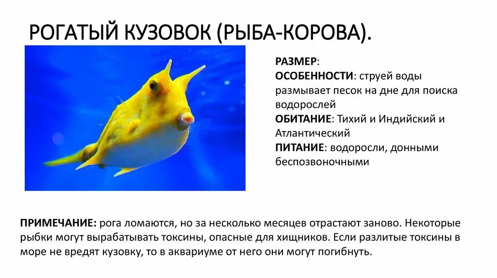 Рогатый текст. Рогатый текст. Загадка про козленка. Сообщение о разведение крупного и мелкого рогатого скота. Гимн шута.