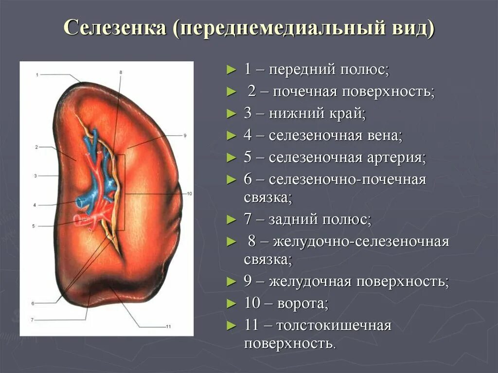 Строение селезенки. Строение человека селезенка. Анатомическое строение селезенки человека. Диафрагмальная поверхность селезенки. Селезенка определение