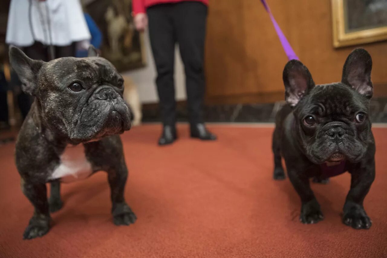 Норма веса щенка 5 месяцев французский бульдог. Вес кобеля французского бульдога. Стандартные параметры французского бульдога. Сколько весят французские бульдоги девочки. Норма веса французского бульдога в 6 месяцев.