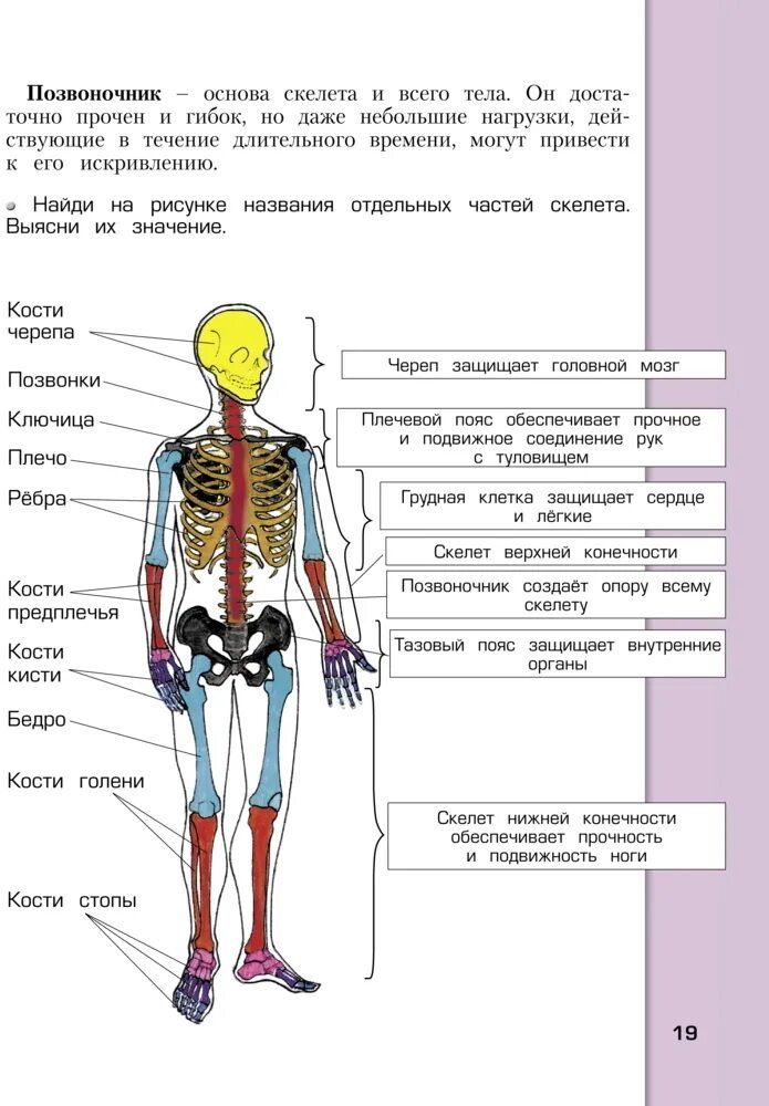 Строение человека 4 класс впр окружающий. Схема наружного строения человека вид спереди. строение человека 4 класс окружающий мир учебник. части тела человека 4 класс окружающий мир впр таблица. строение скелета 4 класс окружающий мир.