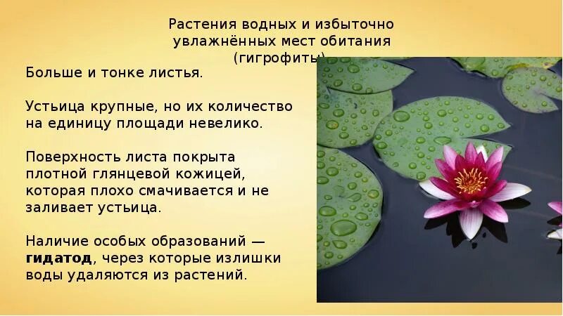 Особенности растений разных мест обитания