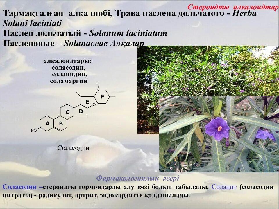 Алкалоид в пасленовых