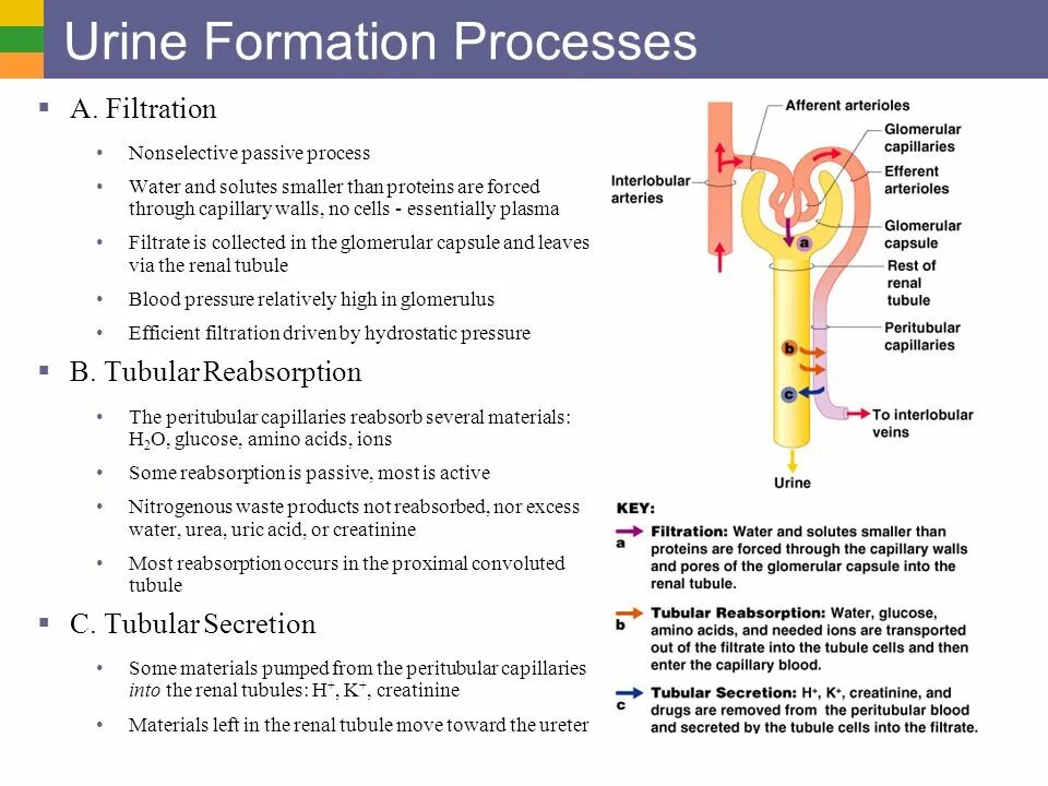 Urine formation. Mechanism of urine formation. Urine reabsorption. Process of urination.