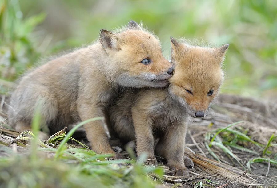лисята и ежата уселись на скамейку. лисица. лиса и еж. лисята и ежата уселись на скамейку. лиса с лисятами.
