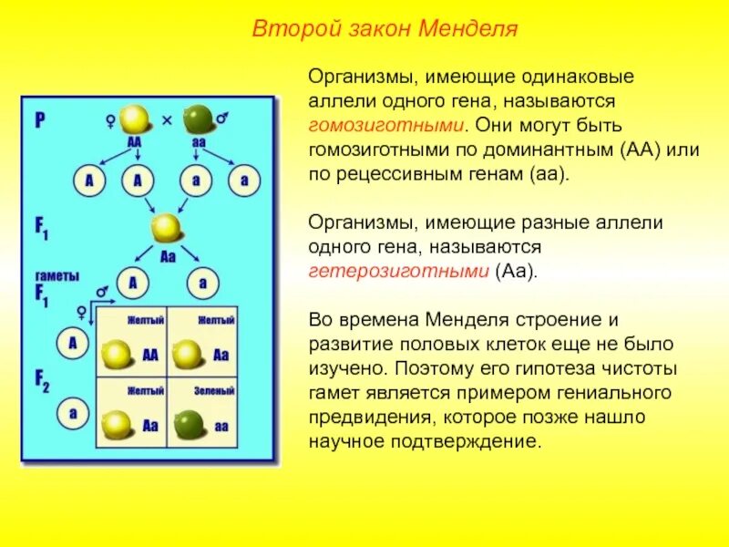 Сколько разных генотипов f1