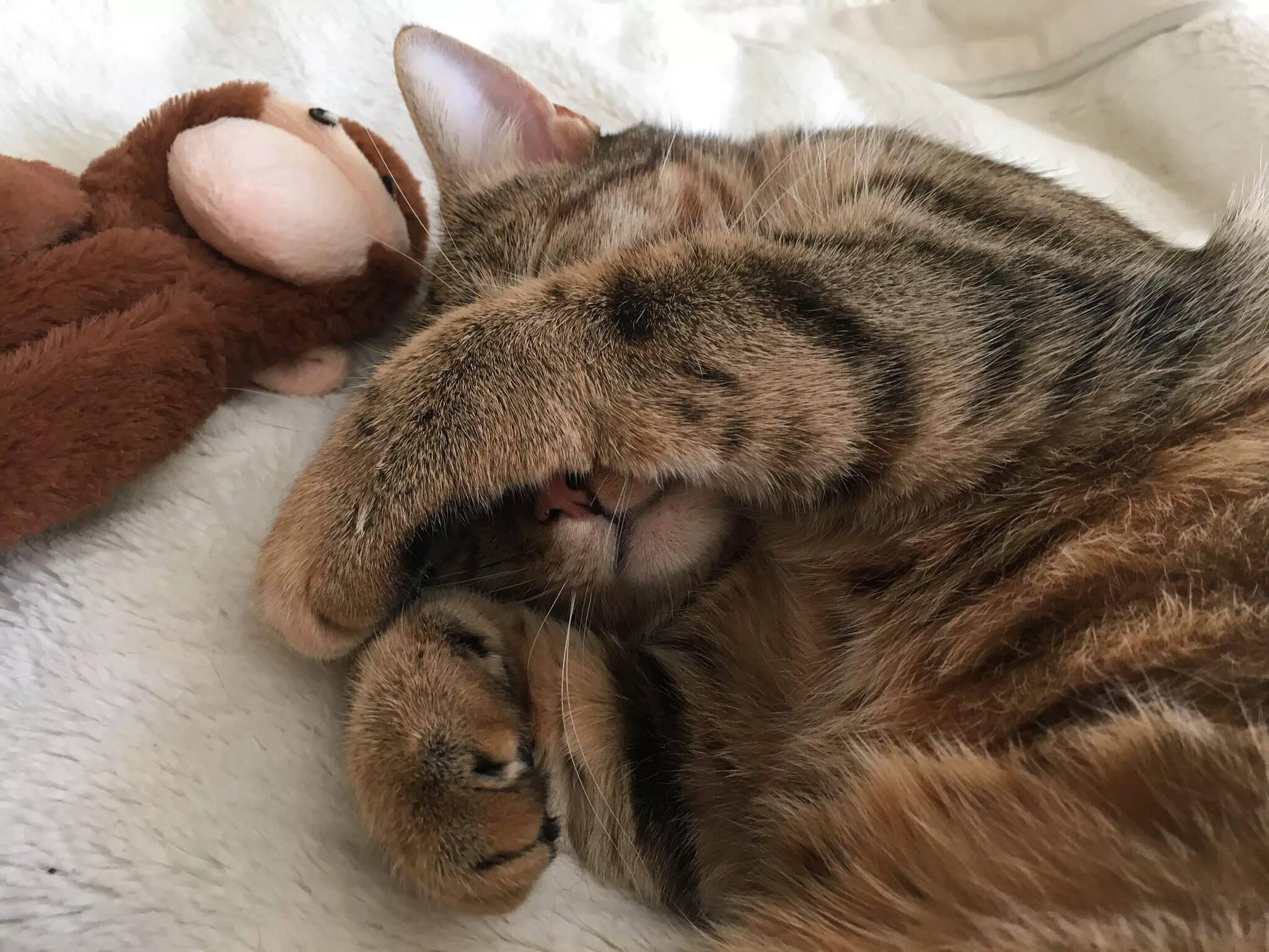 Кот прячет нос. Кот закрывает лапой морду. кошка закрывает лапой нос. спящие кошки.