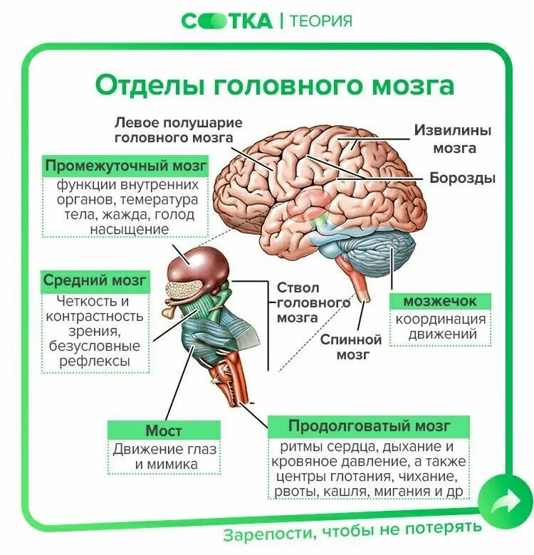 Строение головного мозга ОГЭ. Мозг для ОГЭ по биологии. Мозг человека ОГЭ. Строение мозга ОГЭ биология. Мозг биология огэ