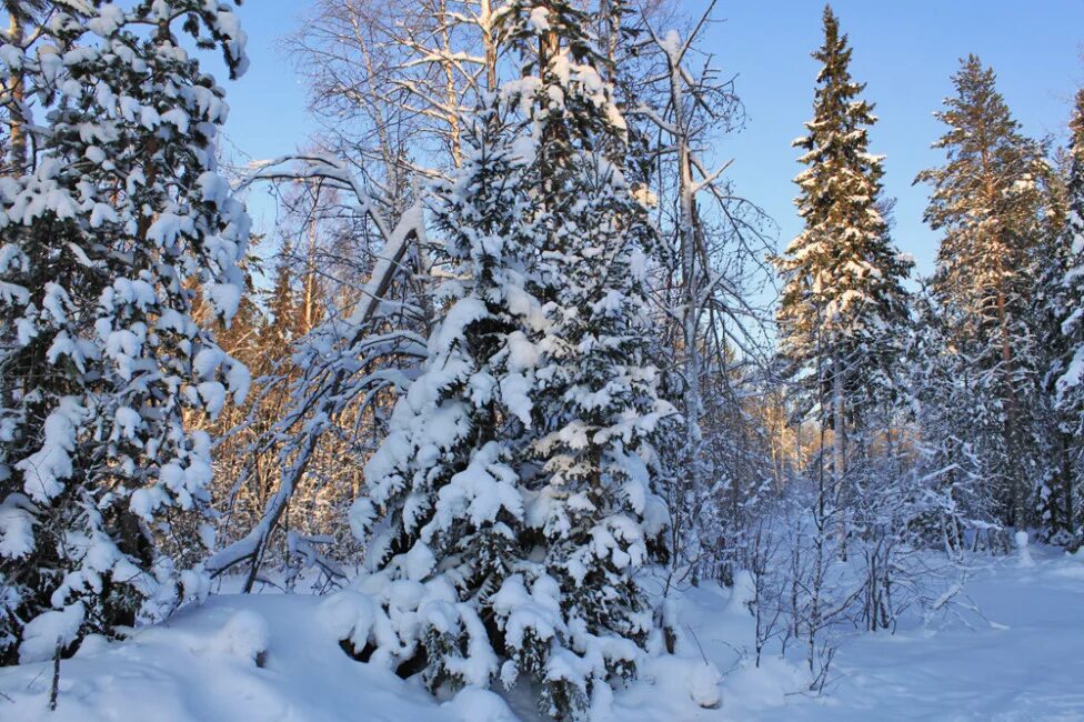 красивые ели. пихта сибирская карагай. елка в лесу. зимняя ель. пихта сибирская голубая.
