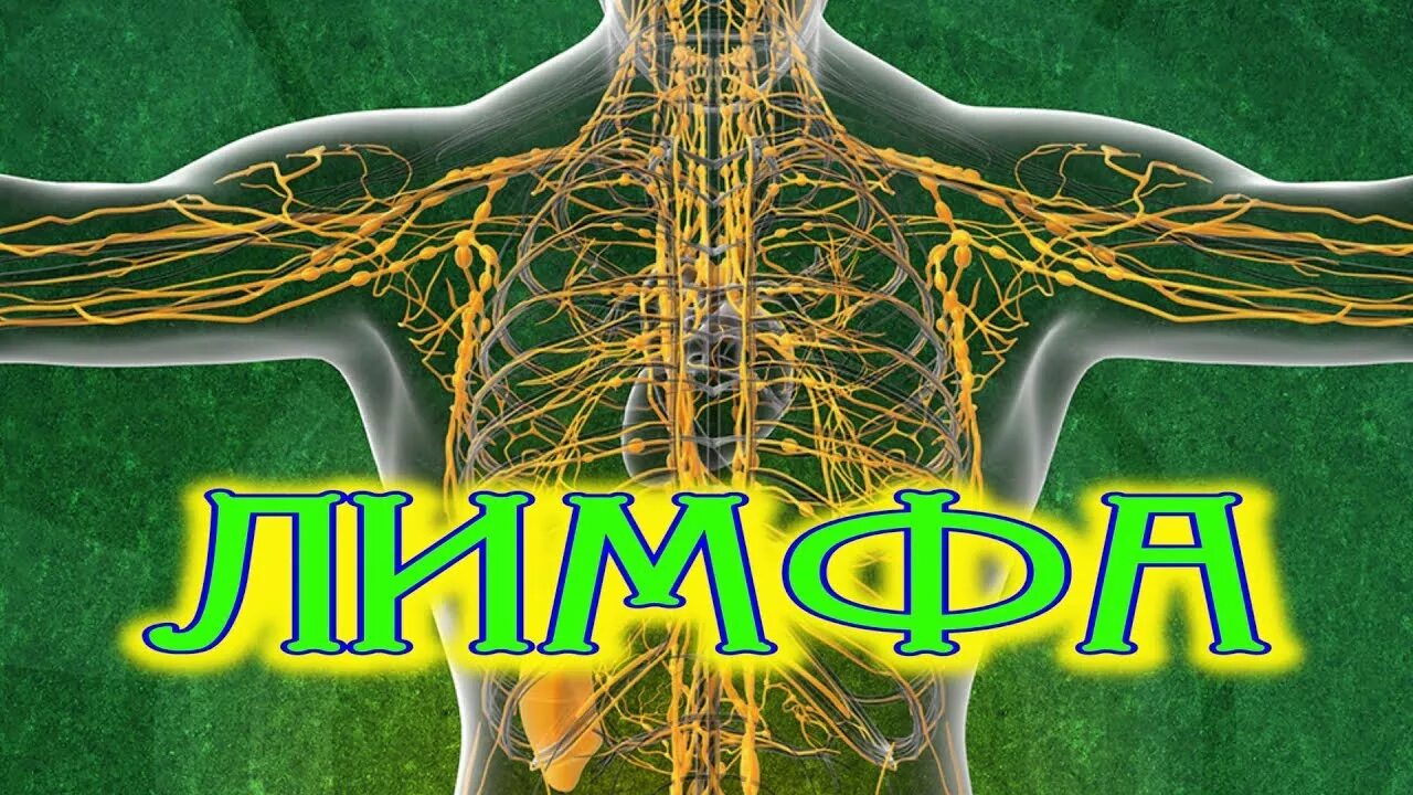 Лимфа здоровая отзывы. Очищение лимфатической системы. очищение крови и лимфатической системы. очищение лимфатической системы организма человека. лимфа живая вода нашего организма.