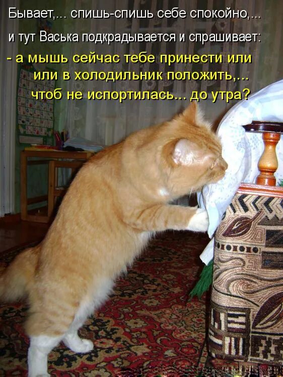 Приколы про кошек. Прикольные кошки с надписями. Смешные коты с надписями. Юмор в картинках кошки.