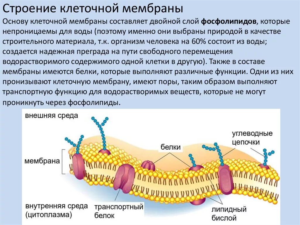 Наружная и внутренняя мембрана клетки. Строение и функций клеточной оболочки и клеточной мембраны. Клеточная оболочка мембрана строение. Строение плазматической мембраны фосфолипиды. Фосфолипиды в мембране клетки.