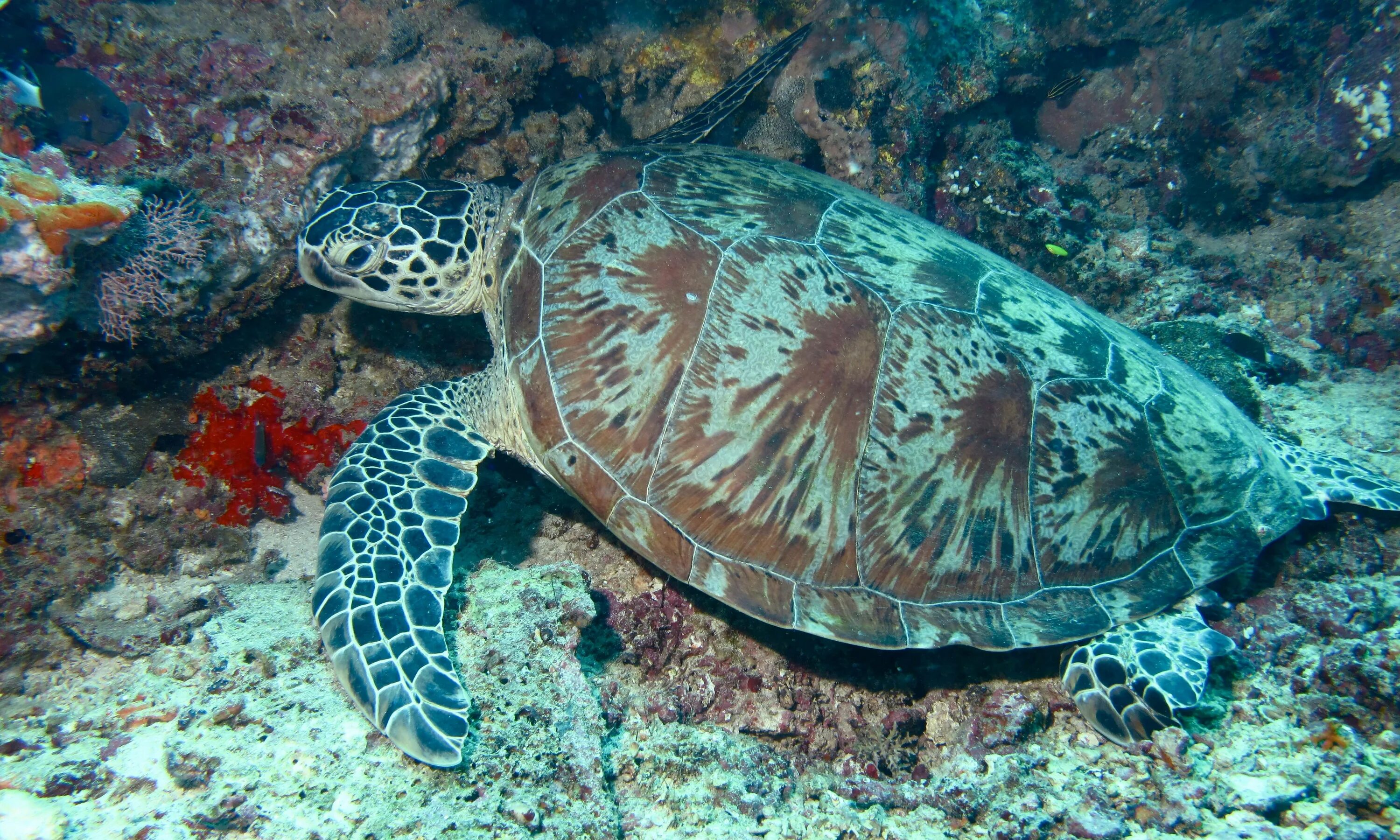 Среда обитания зеленой черепахи. Зелёная черепаха Chelonia mydas. Восточная (Тихоокеанская) зелёная черепаха. Суповая черепаха. Морская черепашка.