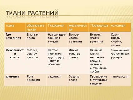 Какой тип ткани преобладает в скелете впр