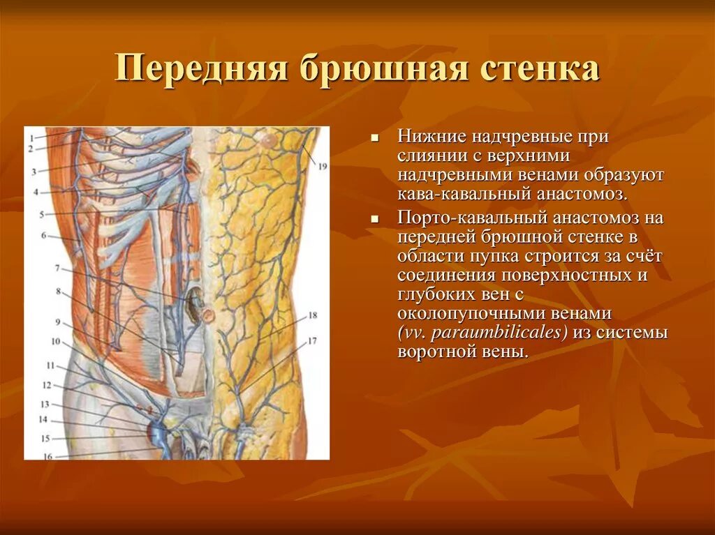 Передняя брюшная стенка топографическая анатомия. Топографическая анатомия передней брюшной стенки живота. Анатомия сосудов передней брюшной стенки. Переднебоковая брюшная стенка топографическая анатомия.