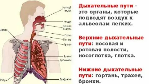 Верхние и нижние дыхательные органы