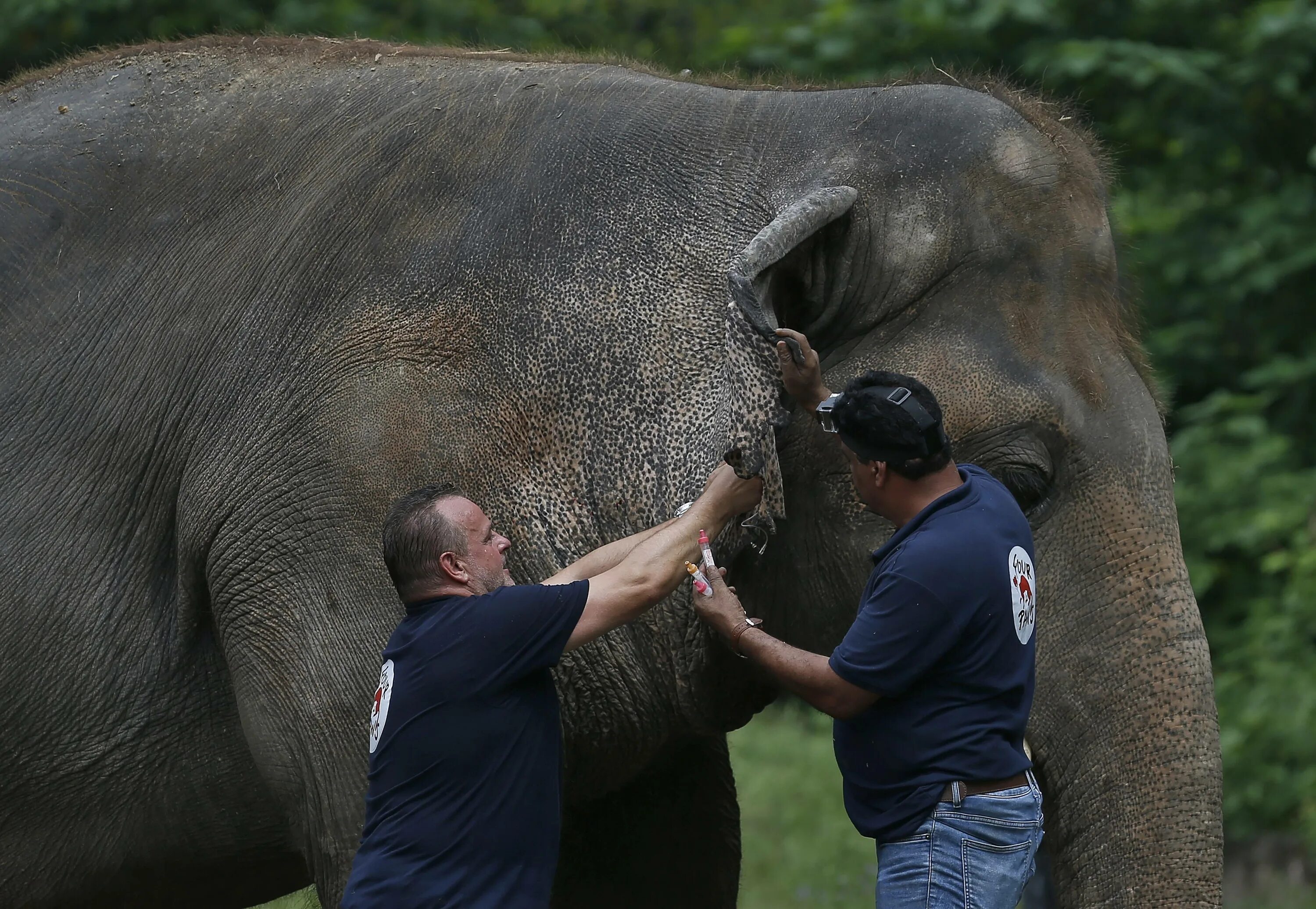 Какое животное самое сильное на планете