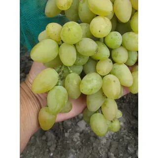 Виноград зеленый крупный название
