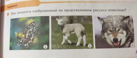 Экологические признаки бурого медведя впр 5