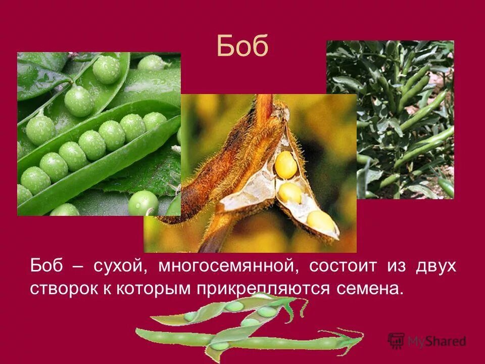 Плод из двух створок которым прикрепляются семена. Плод боб односемянный. Плод боб. Семена прикрепляются к стенке плода у. Плод из двух створок к которым прикрепляются семена.