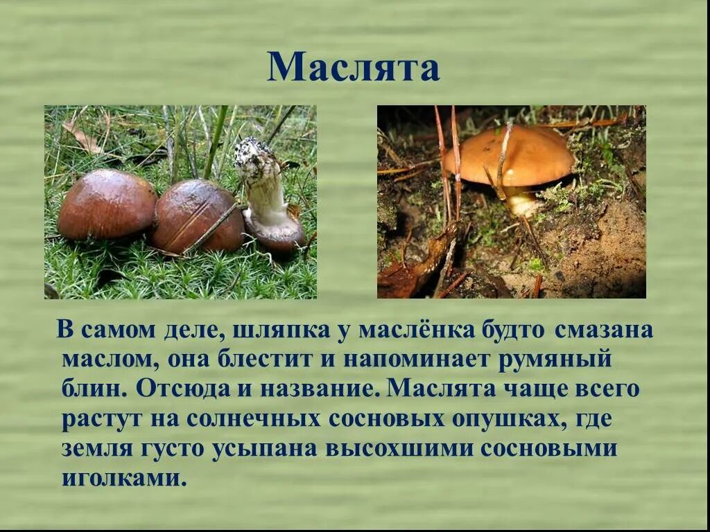 Масленок лиственничный. Грибы маслята фото и описание. Масленок зернистый. Грибы маслята фото и описание. Съедобные грибы маслята.