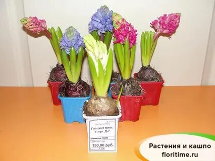Гиацинт уход после покупки в магазине