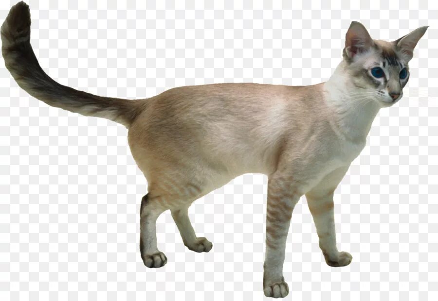 Кот стоит на белом фоне