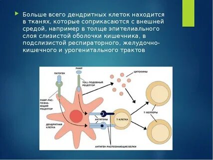 Макрофаги дендритные клетки