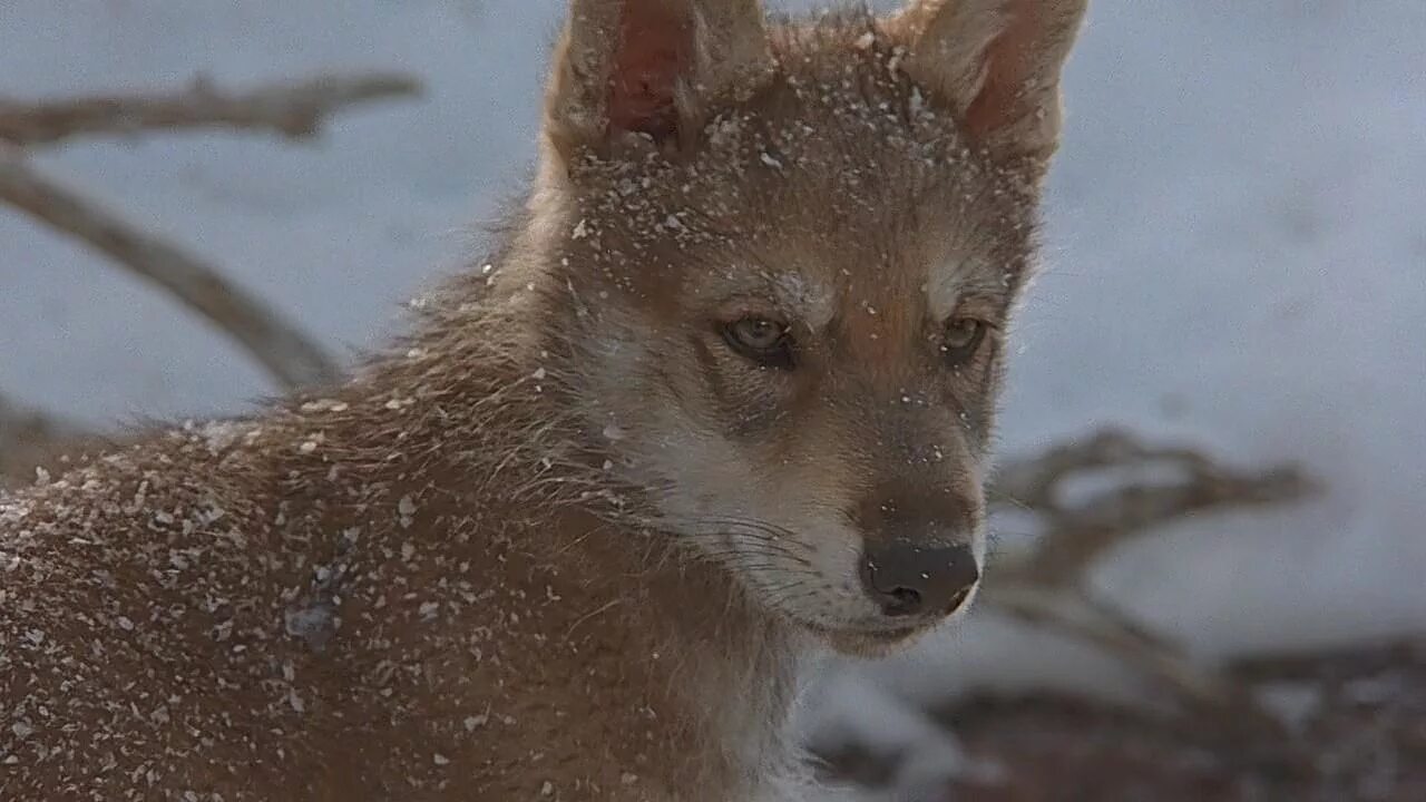 Белый клык джек лондон фильм. 2009). Клык анвап. Белый клык мультик 2018. Белый клык 2018.