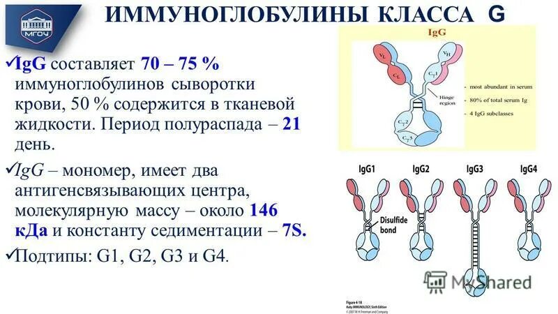 Сдать иммуноглобулин g. Иммуноглобулины а е м g функции. Иммуноглобулины сыворотки крови структура. Классы иммуноглобулинов гены иммуноглобулинов. Иммуноглобулины класса g (IGG).