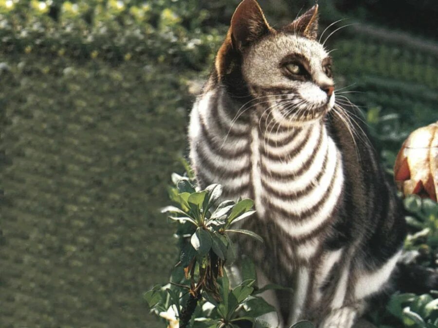 бессмертный кот. глава 4 про кота. кот шрёдингера. Undying кот. фок-грот-брамсель в левое ухо!.