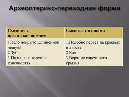 Черты сходства археоптерикса с птицами