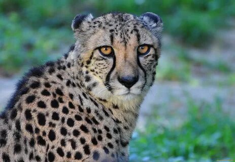 Кошачий хищник 5 букв