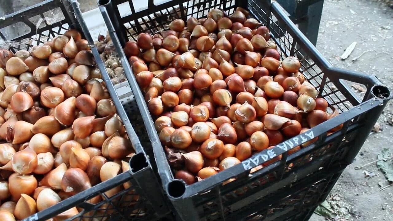 Луковица тюльпана. Тюльпан stargazer. Тюльпаны делюкс микс 10 луковиц. Лоток для выгонки тюльпанов. Луковицы тюльпанов петрофлора.